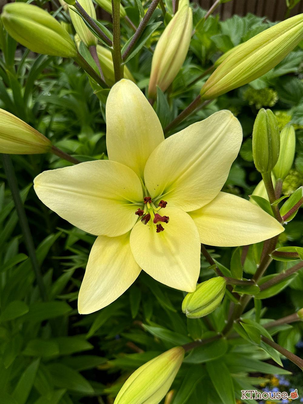 百合ゆり ユリ リリー 2025/6/4 開花の様子