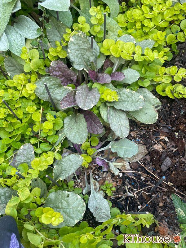 アジュガ バーガンディグロー 2024/7/28