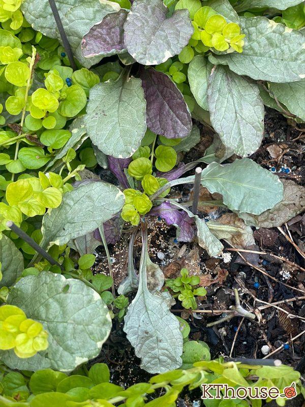 アジュガ バーガンディグロー 2024/7/28