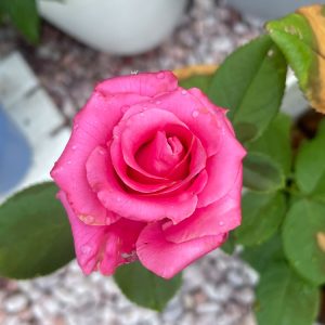 切りバラ挿し木苗 2024/7/28