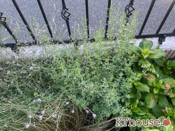 カラミンサ・ネペタ(Calamintha nepeta) 2024/7/30