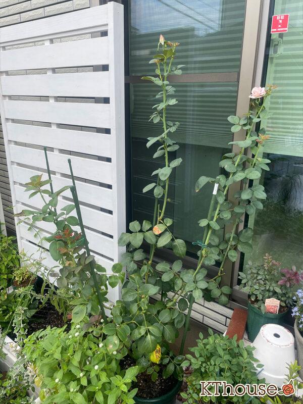 バラ・ブルームーン(rose blue moon) 2024/7/31