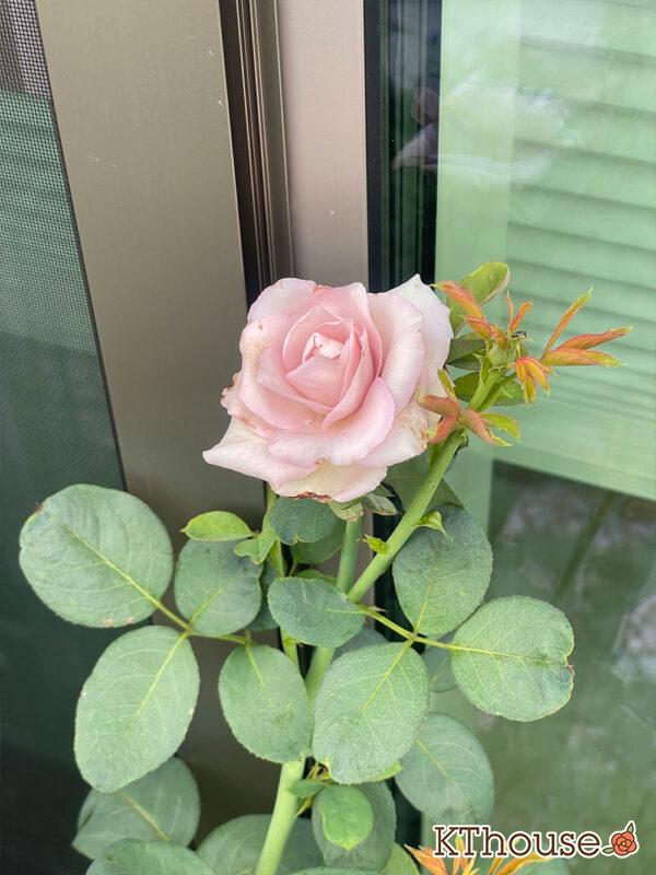 バラ・ブルームーン(rose blue moon) 2024/7/31