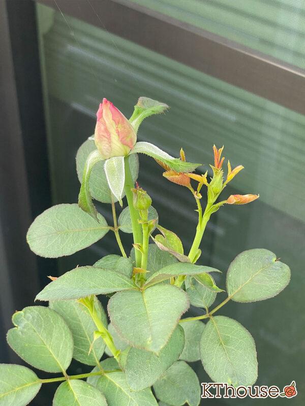 バラ・ブルームーン(rose blue moon) 2024/7/31