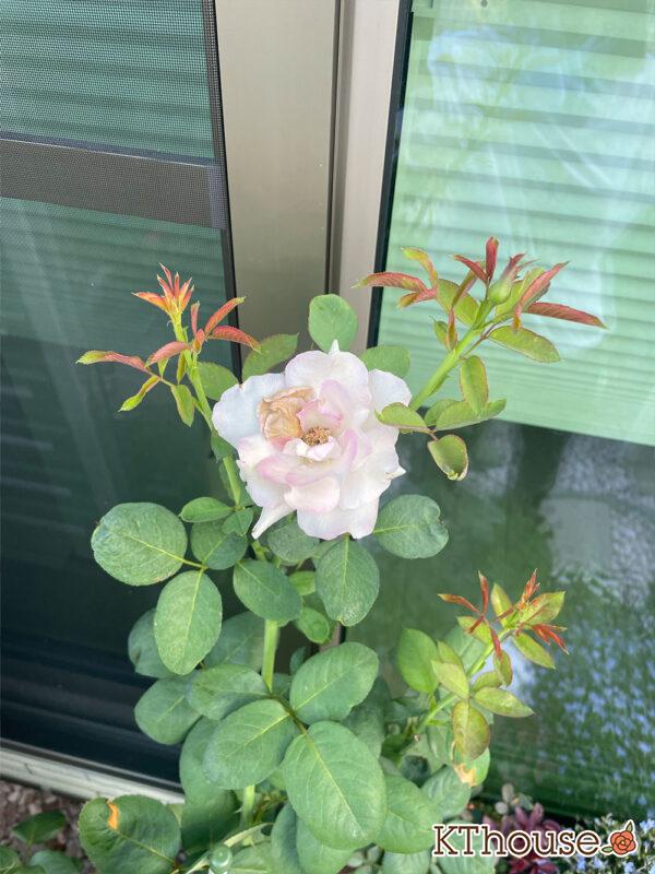 バラ・ブルームーン(rose blue moon) 2024/8/2