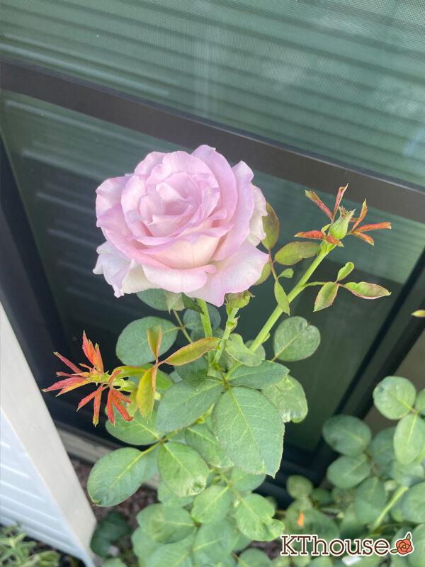 バラ・ブルームーン(rose blue moon) 2024/8/2