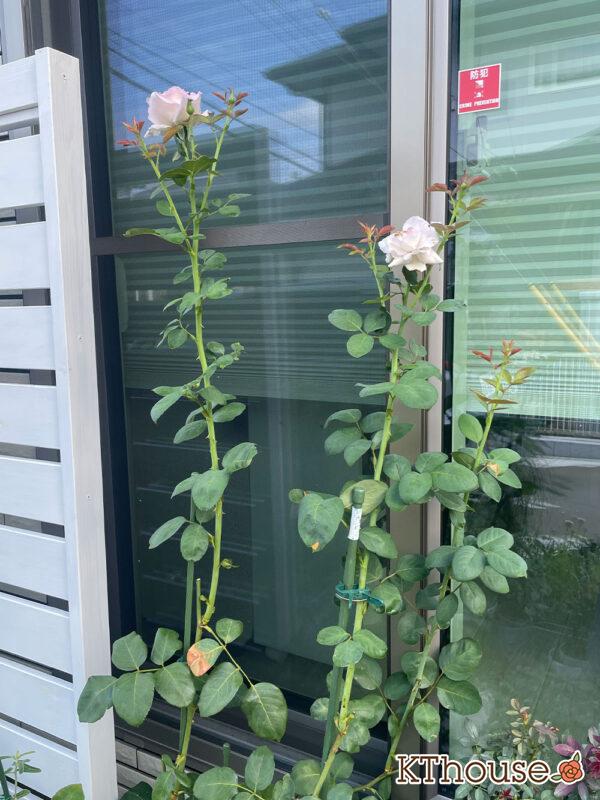 バラ・ブルームーン(rose blue moon) 2024/8/2