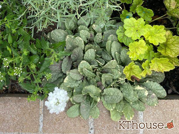 アジュガ バーガンディグロー 2024/8/2