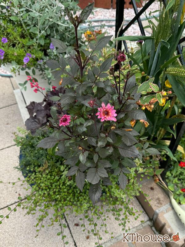 ダリア ブロンズメロディー エタニティー 2025/6/12