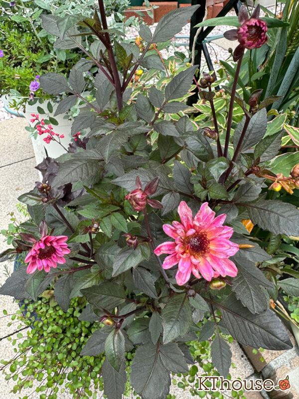 ダリア ブロンズメロディー エタニティー 2025/6/12