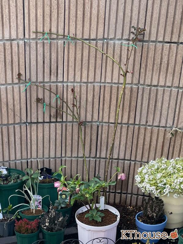 シュラブローズ・バラ「クリスティアーナ(christiana)」2024/3/7