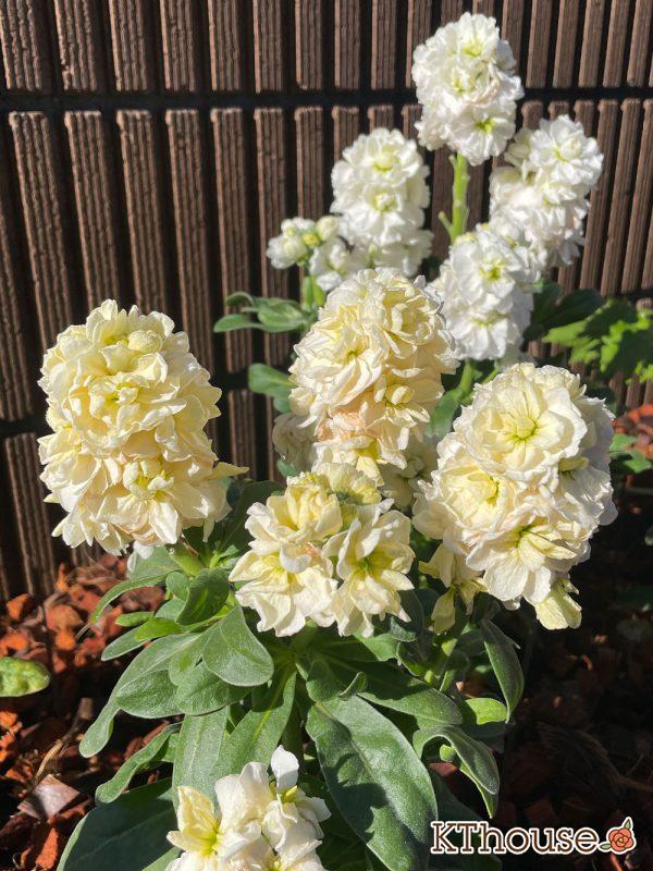 ストック 2024/3/9