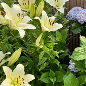 百合ゆり ユリ リリー 2025/6/4 開花の様子