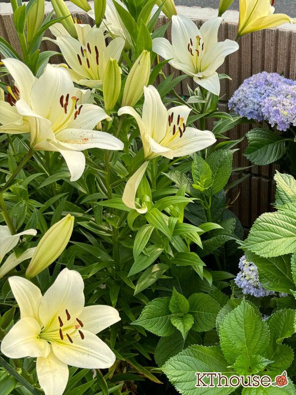 百合ゆり ユリ リリー 2025/6/4 開花の様子