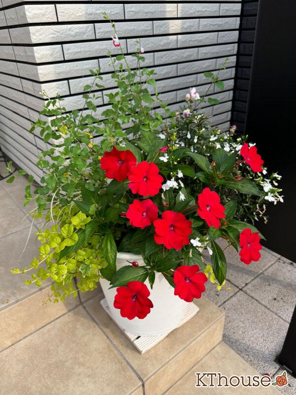 サンパチェンス・ロベリア レオン・金魚草ブロンズドラゴン・チェリーセージ・ベアーグラス・リシマキア オーレア・jardin ゴールデン ヘデラ 2025/6/13