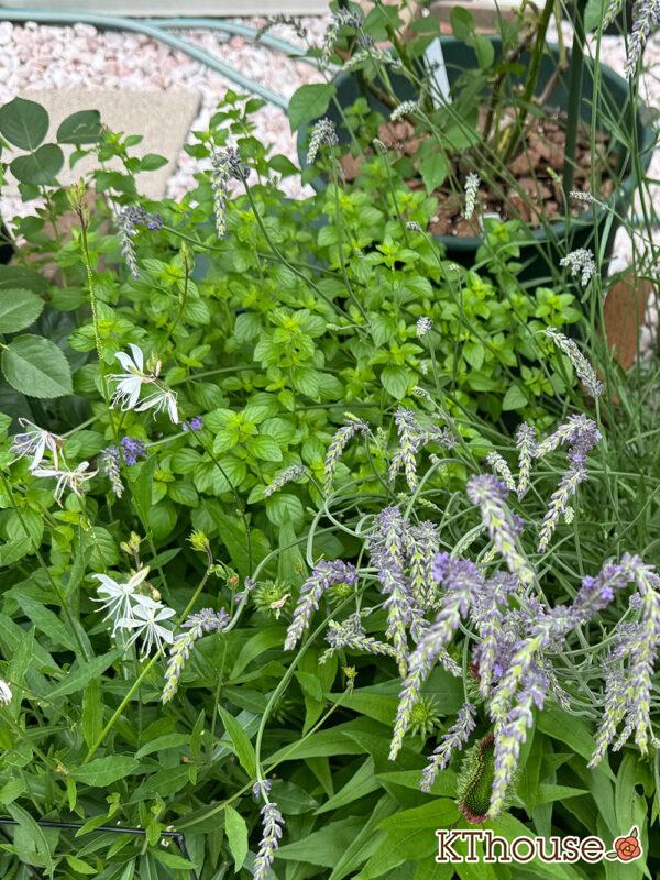カラミンサ・ネペタ(Calamintha nepeta) 2025/6/14