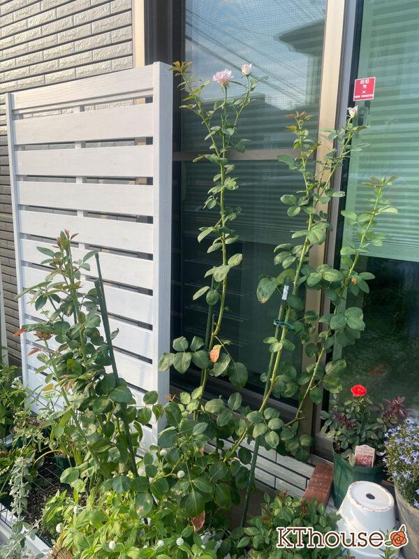 バラ・ブルームーン(rose blue moon) 2024/8/7