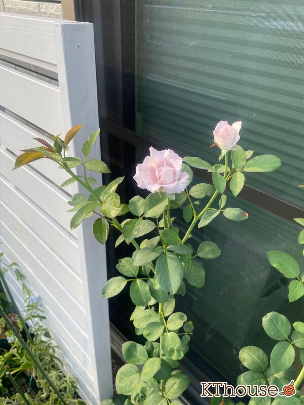 バラ・ブルームーン(rose blue moon) 2024/8/7