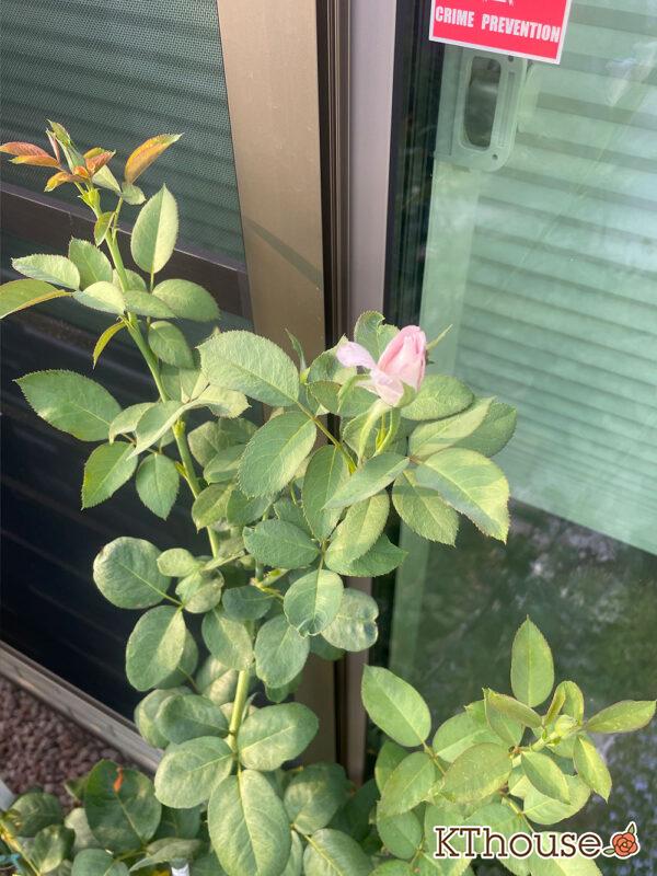 バラ・ブルームーン(rose blue moon) 2024/8/7