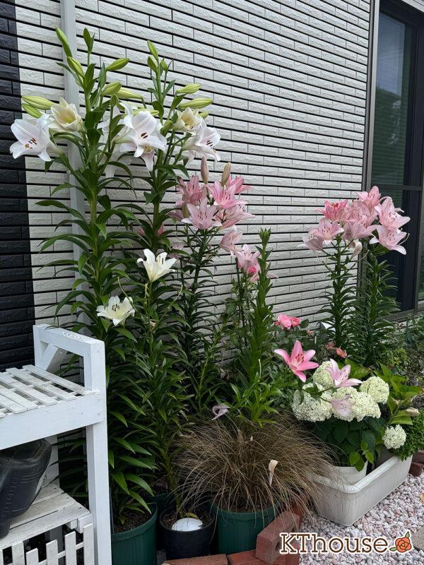 百合ゆり ユリ リリー 2025/6/20 開花の様子