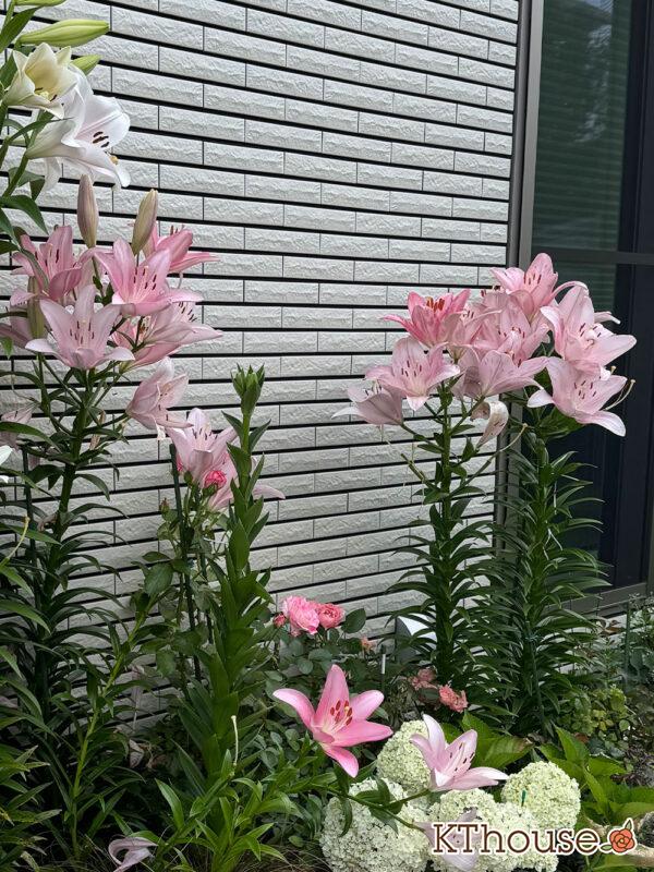 百合ゆり ユリ リリー 2025/6/20 開花の様子