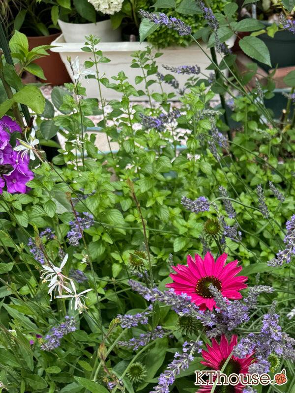 カラミンサ・ネペタ(Calamintha nepeta) 2025/6/20