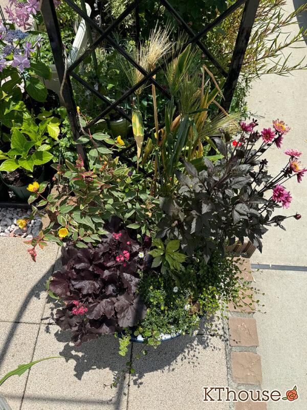 【寄せ植え】ダリア・ヒペリカム トリカラー・ブラキカム スープリームホワイト・ヒューケラ・ワイヤープランツ・ヘンリーツタ ベロニカ 2025/6/20