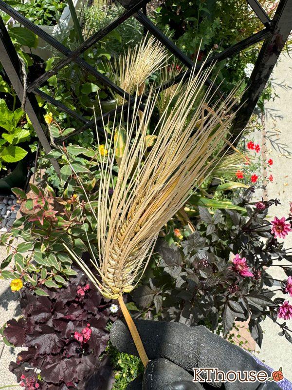 観賞用むぎ 笹の雪の種まき 2025/6/20