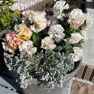 八重咲きパンジー ラブリーシュシュ、カロケファルス シルバーブッシュ 2024/3/14