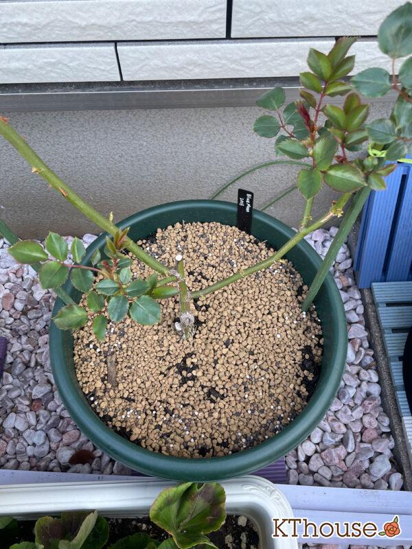 バラ・ブルームーン(rose blue moon) 2024/3/15