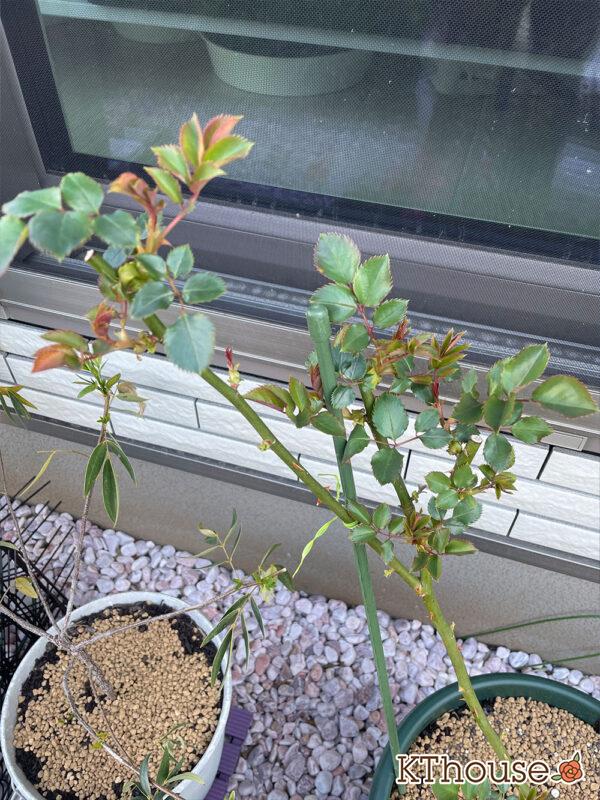 バラ・ブルームーン(rose blue moon) 2024/3/15