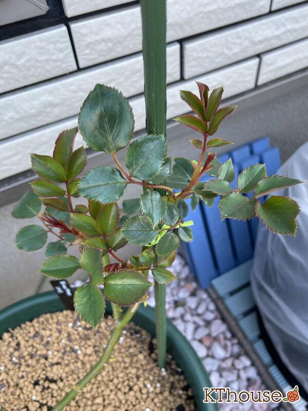 バラ・ブルームーン(rose blue moon) 2024/3/15