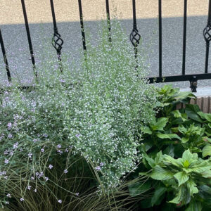 カラミンサ・ネペタ（Calamintha nepeta） 2024/8/12