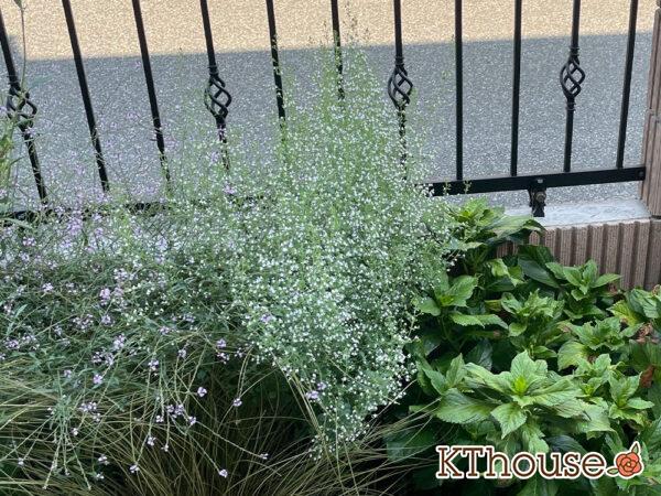 カラミンサ・ネペタ(Calamintha nepeta) 2024/8/12