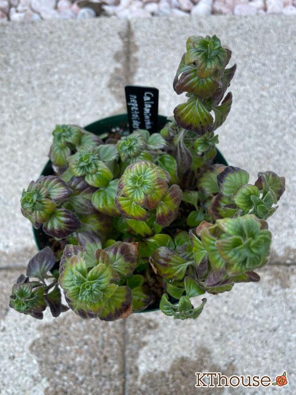 カラミンサ・ネペタ 2024/3/15