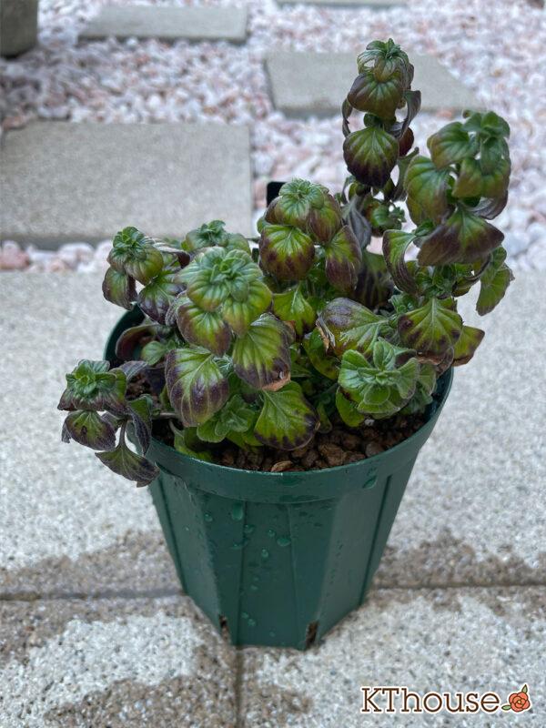 カラミンサ・ネペタ 2024/3/15