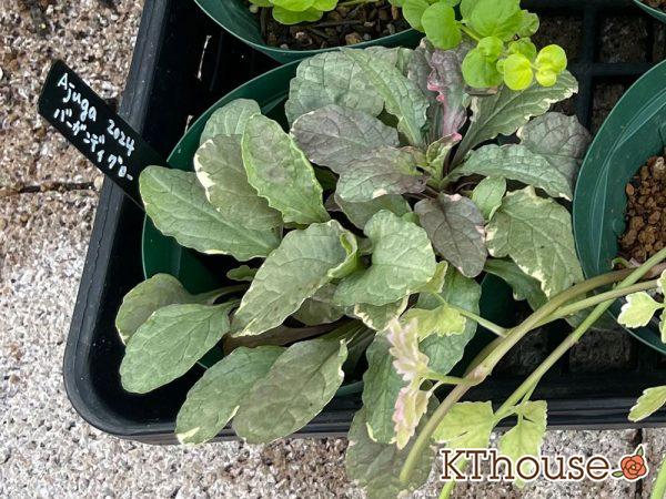 株分けしたアジュガ バーガンディグロー 2024/8/13