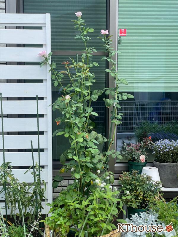 バラ・ブルームーン(rose blue moon) 2024/8/13