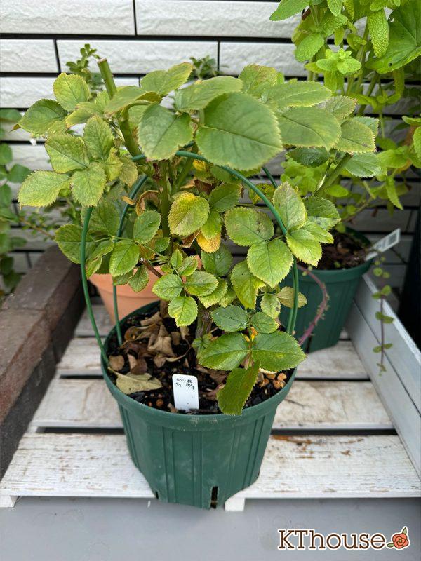 切りバラ挿し木苗 2025/6/28