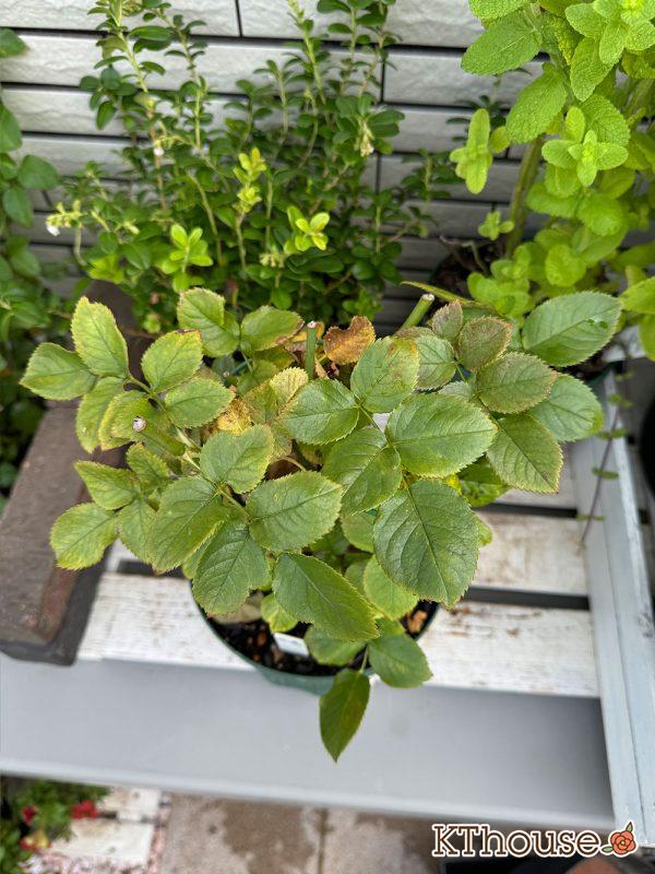 切りバラ挿し木苗 2025/6/28