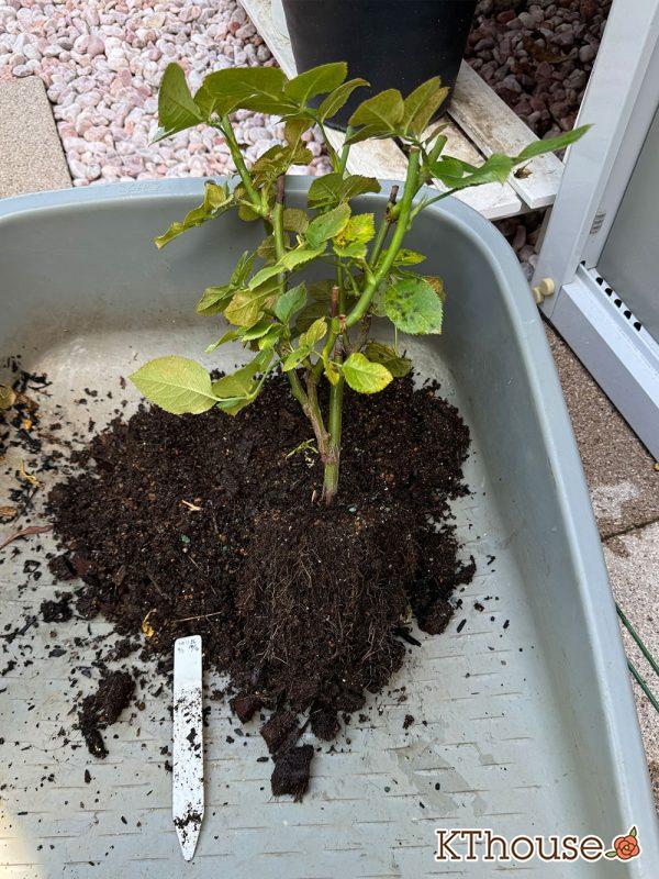 切りバラ挿し木苗 2025/6/28