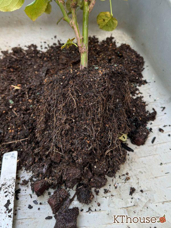 切りバラ挿し木苗 2025/6/28