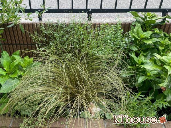 カラミンサ・ネペタ(Calamintha nepeta) 2024/8/17