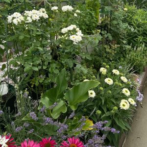 【2025年版】秋まきのおすすめの種と育て方|初心者にも育てやすい花・ハーブ