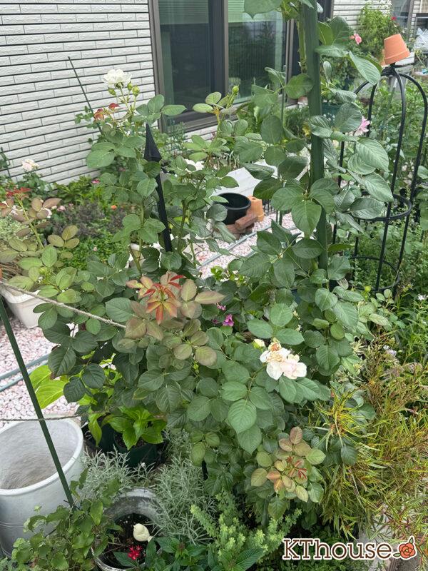 シュラブローズ・バラ「クリスティアーナ(christiana)」2025/7/1