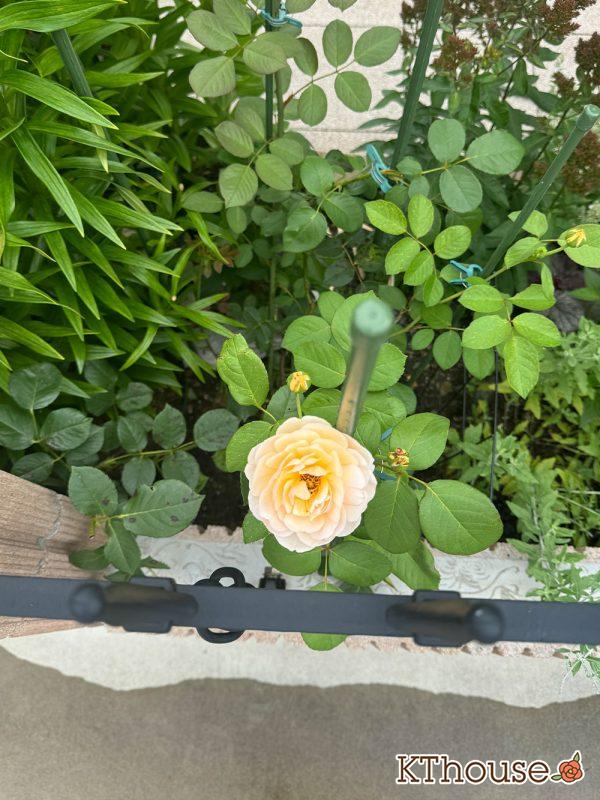 イングリッシュローズ・シュラブバラ ジュード・ジ・オブスキュア(David Austin Jude the obscure) 2025/7/1