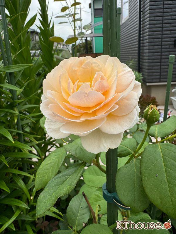 イングリッシュローズ・シュラブバラ ジュード・ジ・オブスキュア(David Austin Jude the obscure) 2025/7/1