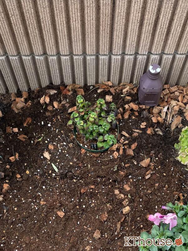 カラミンサ・ネペタ 2024/3/17