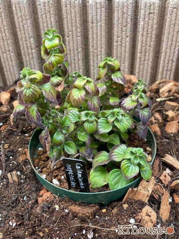 カラミンサ・ネペタ 2024/3/17