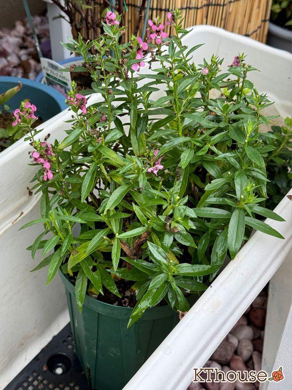 アンゲロニア スリッド鉢 ピンク 2024/8/22